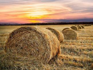 Управления сельского хозяйства: В этом году у крестьян условия для заготовки кормов для скота лучше, чем были в прошлом