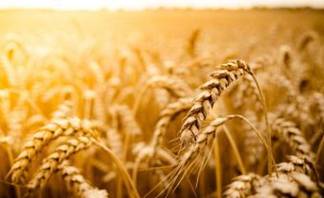 Урожай зерновых вырос в два раза в Павлодарской области