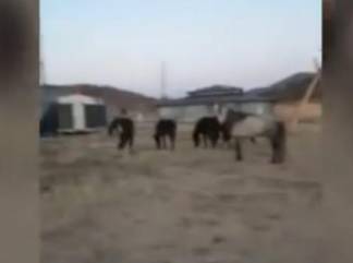 Жителя Баянаульского района накажут за лошадей в заповедной зоне